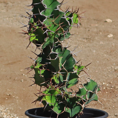 Cow's Horn Cactus - Euphorbia grandicornis