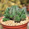 African Milk Barrel – Euphorbia horrida