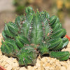 African Milk Barrel – Euphorbia horrida