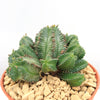 African Milk Barrel – Euphorbia horrida