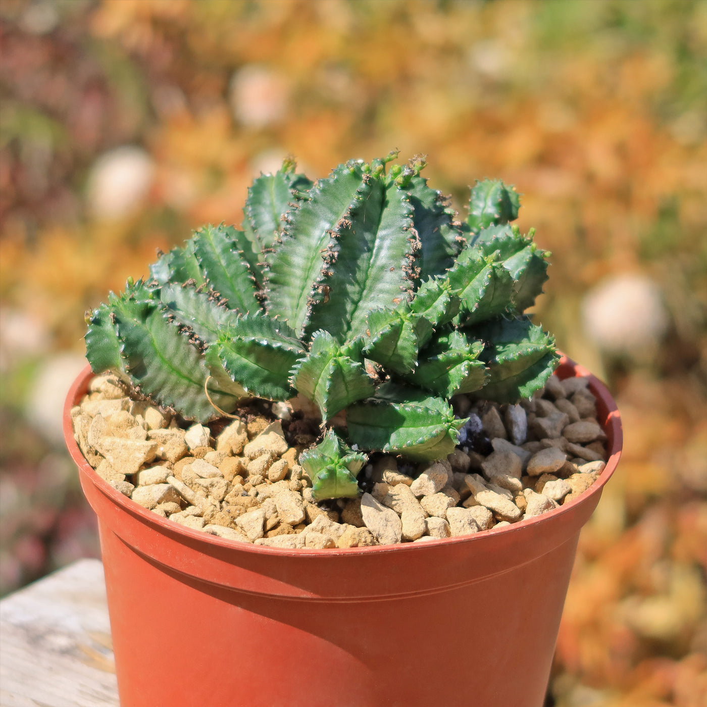 milk plant succulent Shop 'Euphorbia horrida – African Milk Barrel' Care and Growing Guide