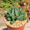 African Milk Barrel – Euphorbia horrida