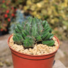 African Milk Barrel – Euphorbia horrida