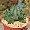 African Milk Barrel – Euphorbia horrida