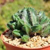 African Milk Barrel – Euphorbia horrida