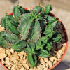 African Milk Barrel – Euphorbia horrida