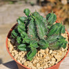 African Milk Barrel – Euphorbia horrida