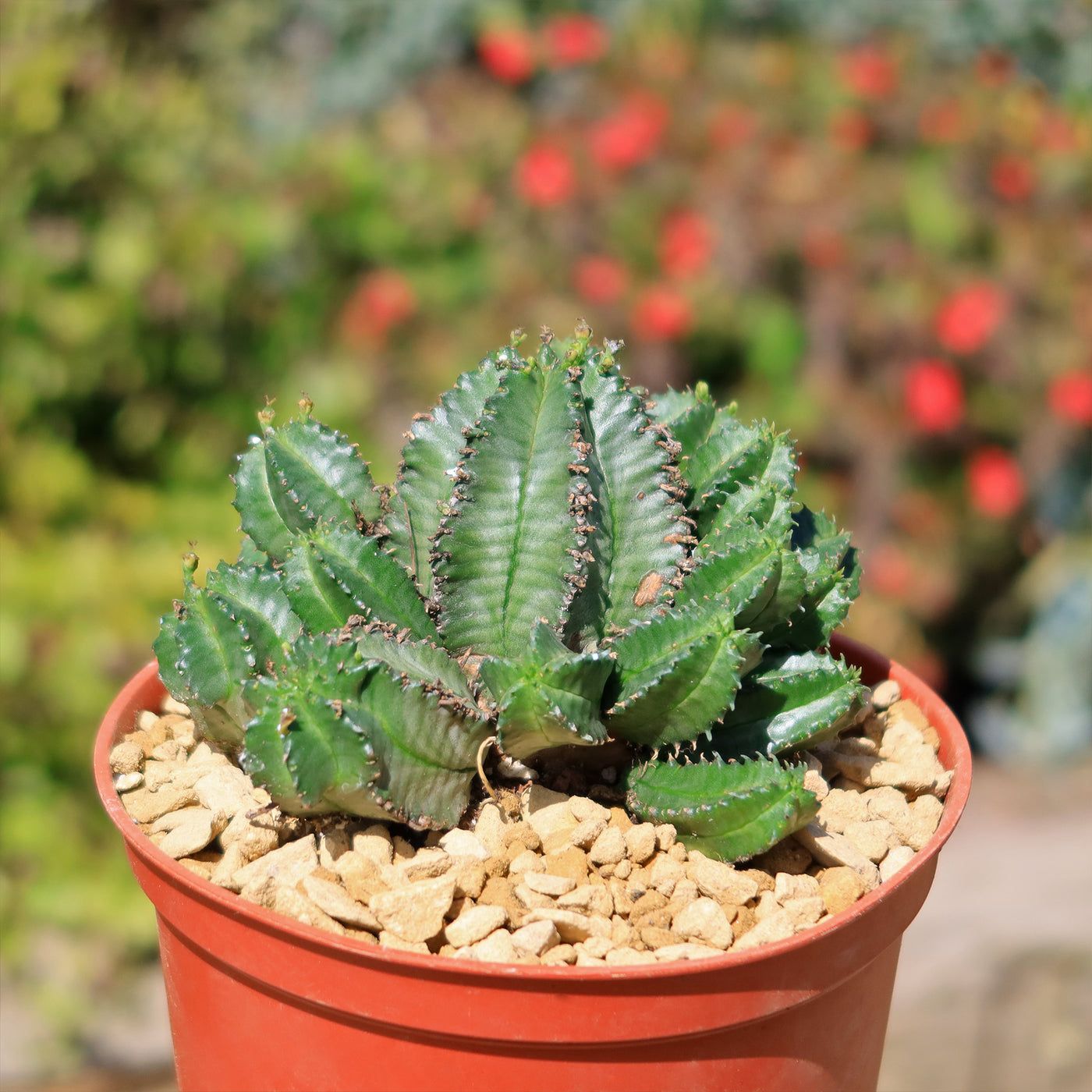 african succulent cactus African Milk Barrel – Euphorbia horrida 6" Pot