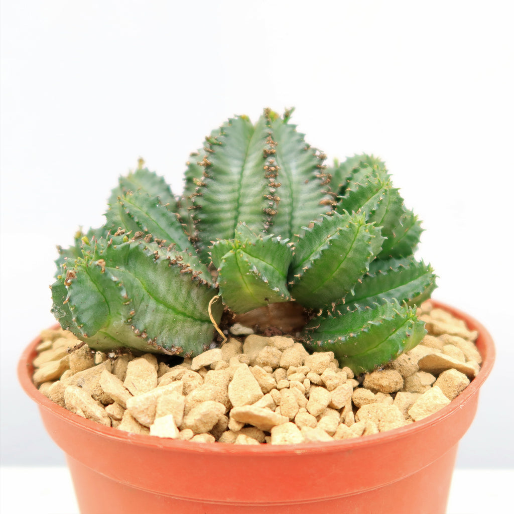 African Milk Barrel – Euphorbia horrida