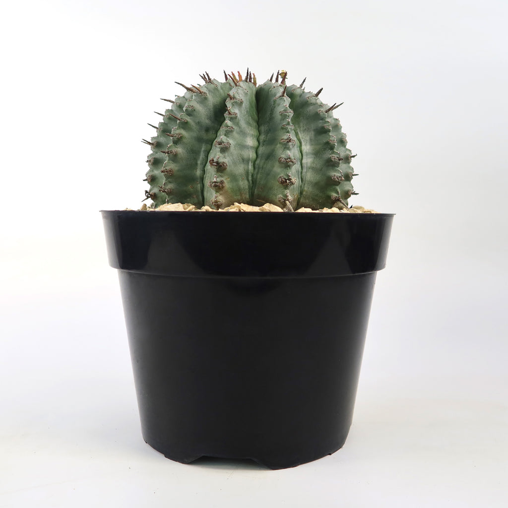 Euphorbia Horrida Major Nova