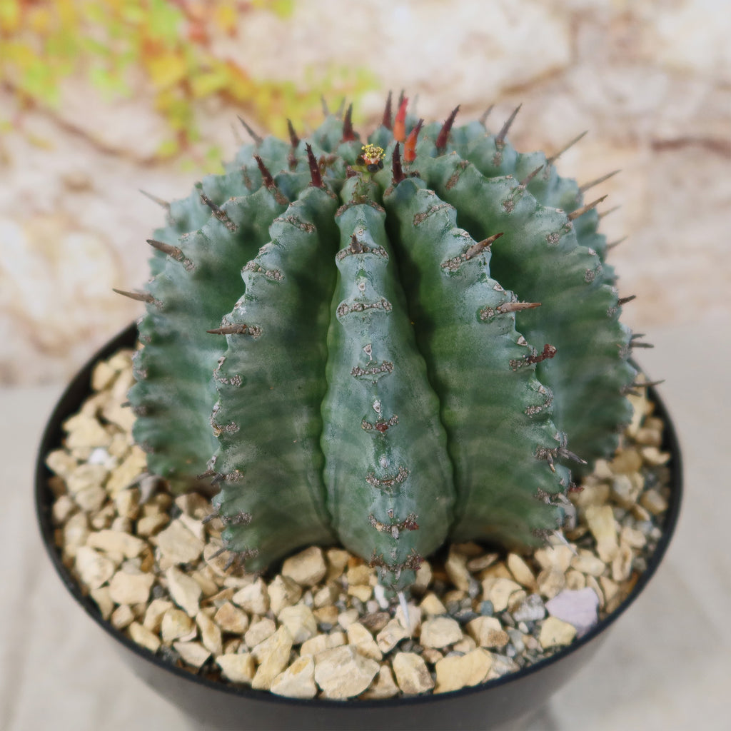 Euphorbia Horrida Major Nova