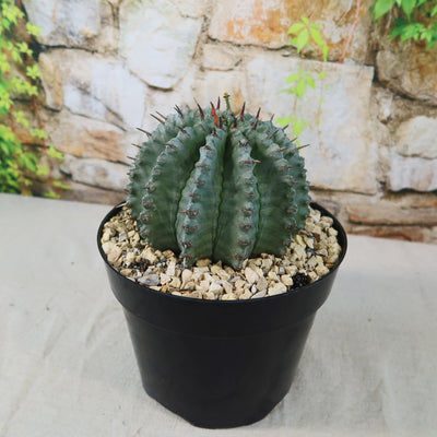 Buy 'Euphorbia Horrida Major Nova'