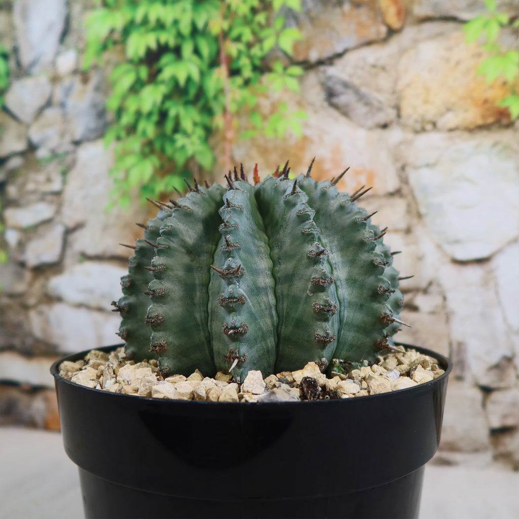 Euphorbia Horrida Major Nova