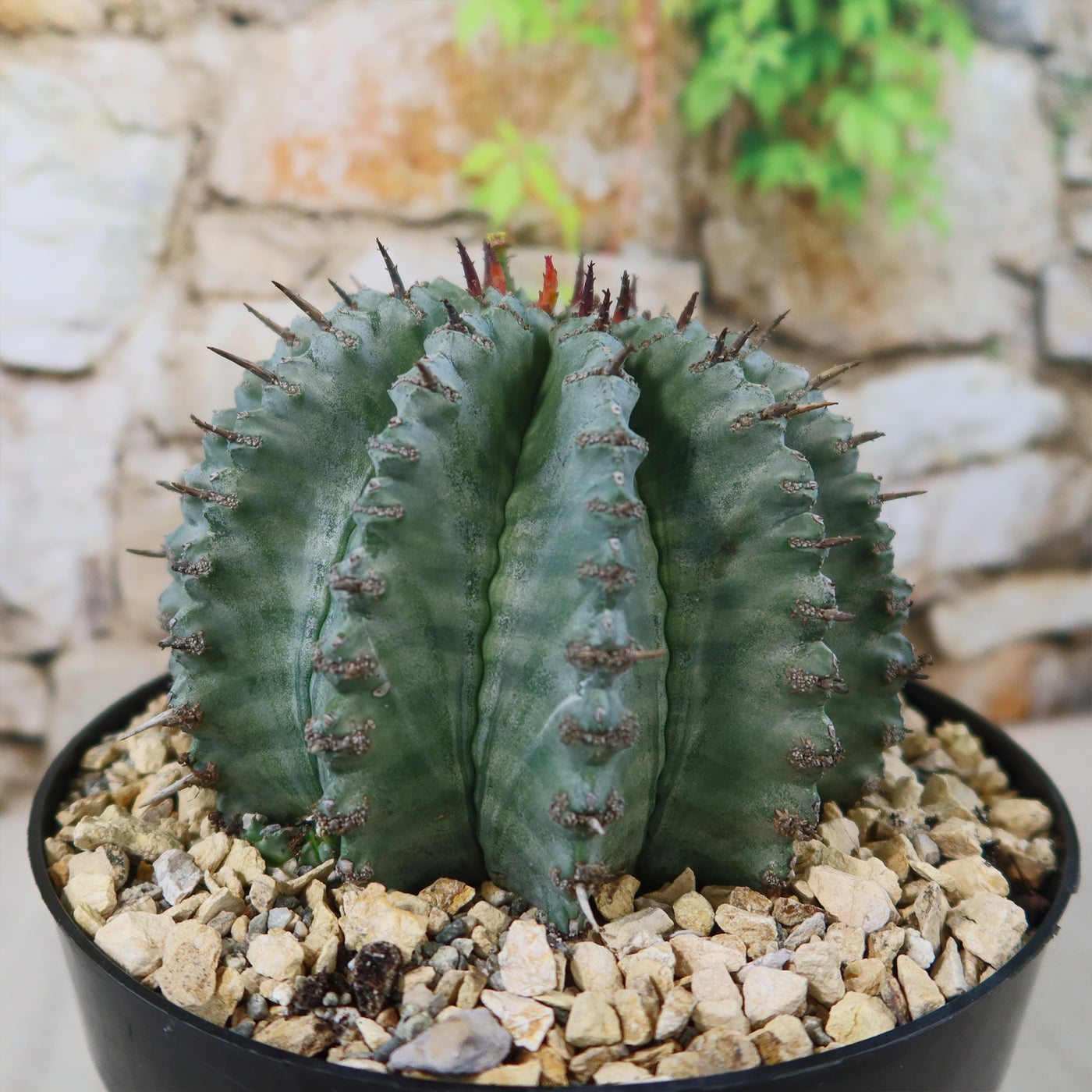 観葉植物 ユーフォルビア 白衣 ホリダ 塊根植物 コーデックス 大株