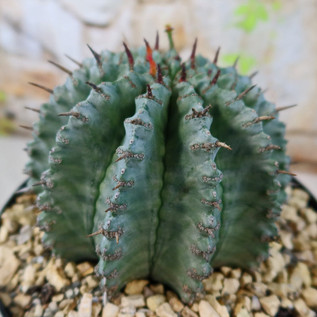 Euphorbia Horrida Major Nova