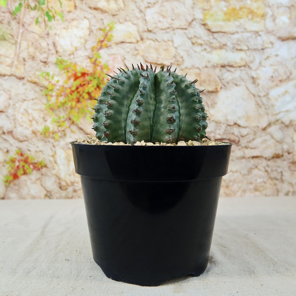 Euphorbia Horrida Major Nova