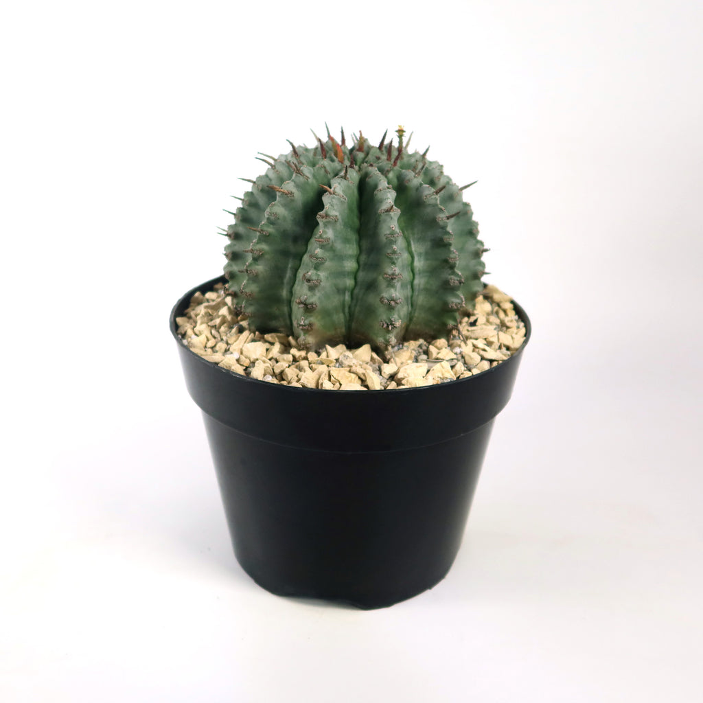 Euphorbia Horrida Major Nova