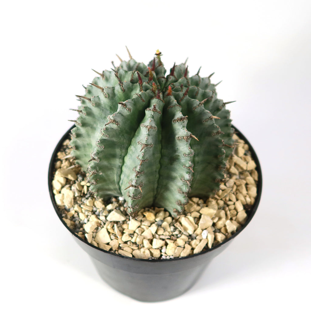 Euphorbia Horrida Major Nova