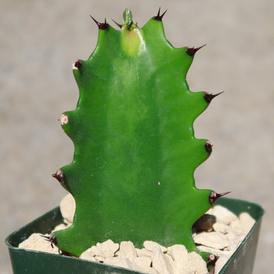 dragon bones succulent Dragon Bones 'Euphorbia lactea' - For sale