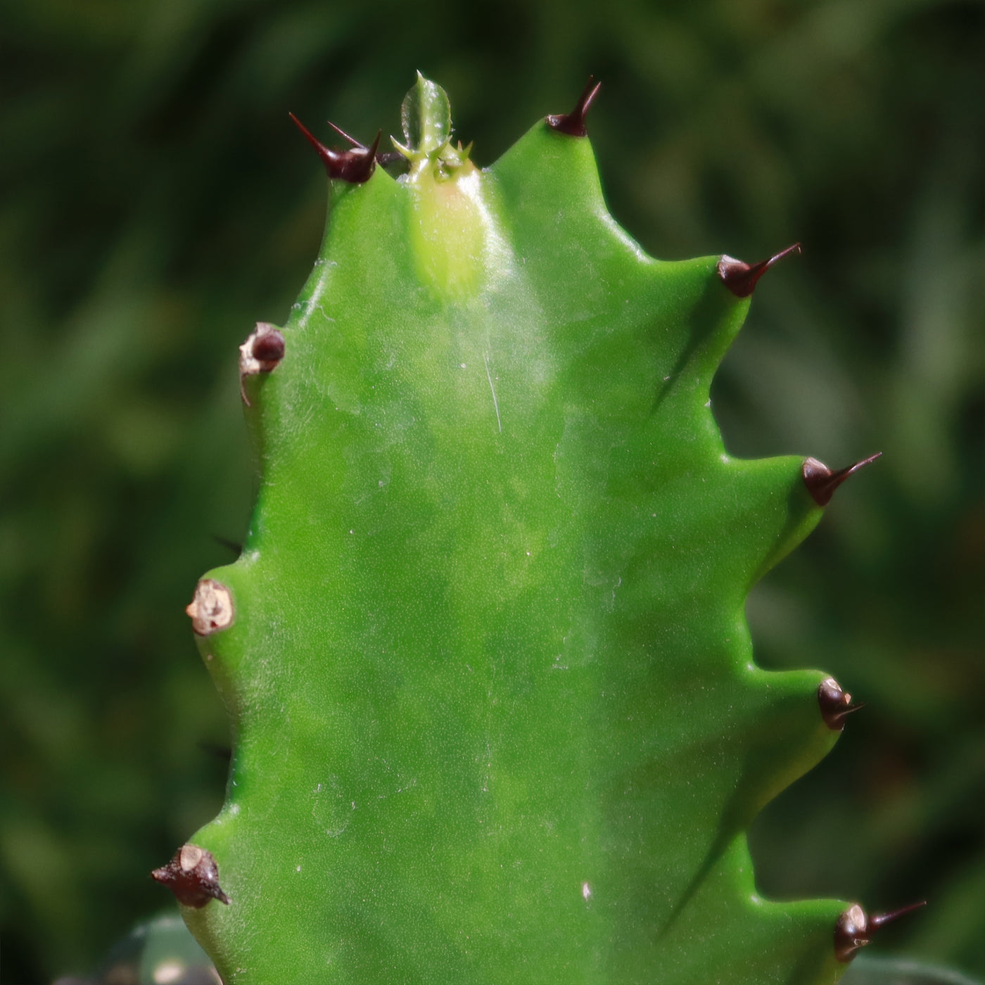 dragon plant succulent Dragon Bones 'Euphorbia lactea' - For sale