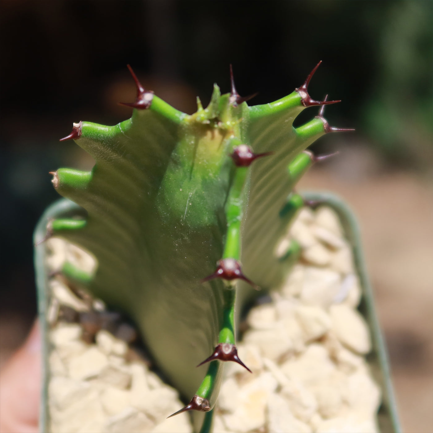 dragon bones succulent Dragon Bones 'Euphorbia lactea' - For sale