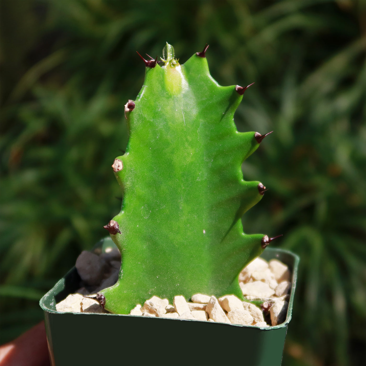 little dragon succulent Dragon Bones 'Euphorbia lactea' - For sale