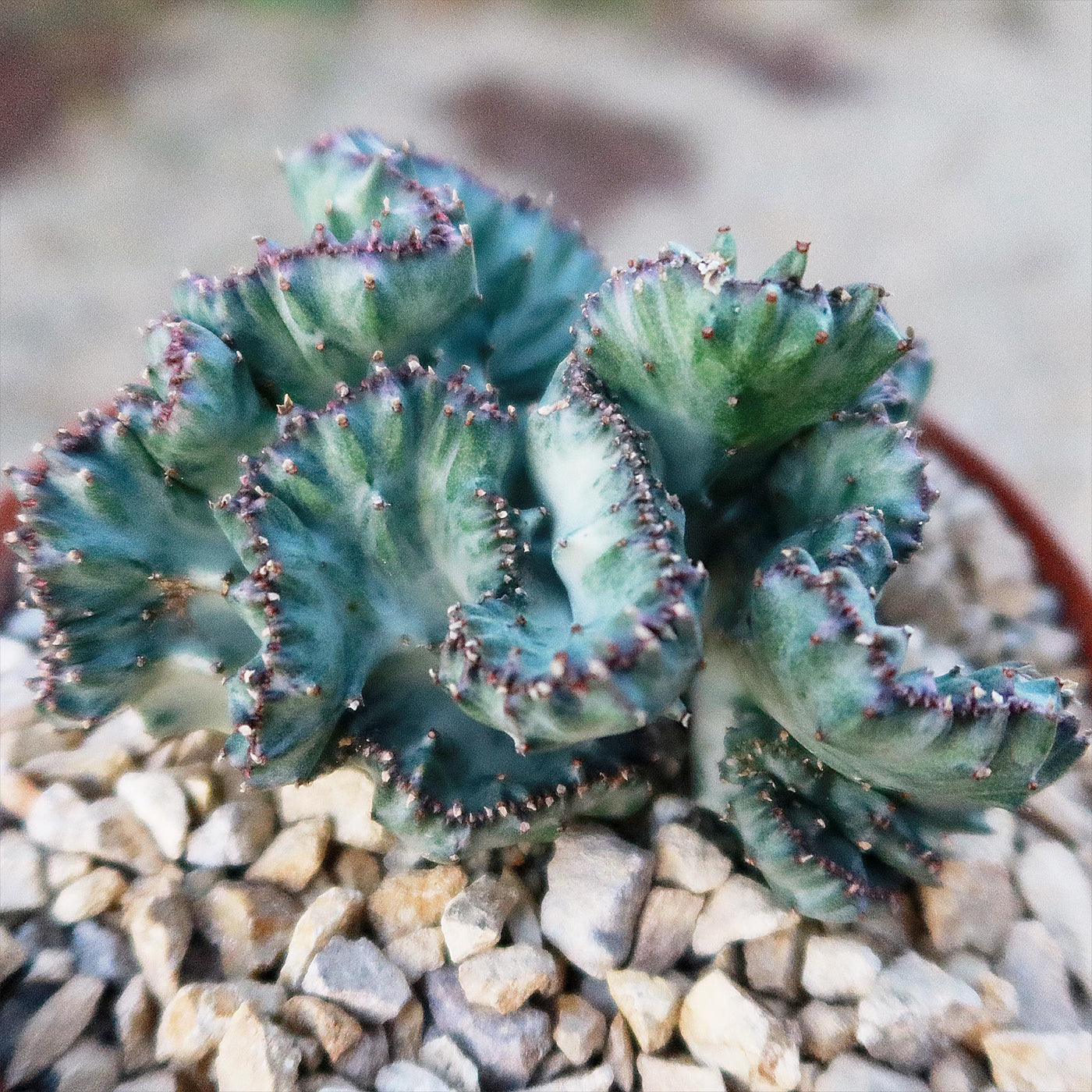 Coral Cactus - Euphorbia lactea 'cristata'