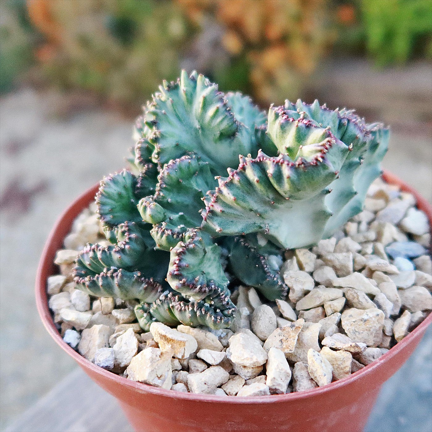 types of coral cactus Shop 'Coral Cactus - Euphorbia lactea cristata'