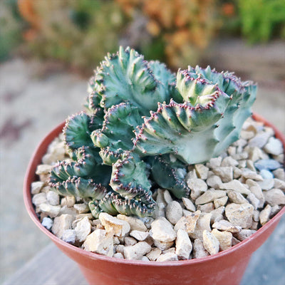 Coral Cactus - Euphorbia lactea 'cristata'