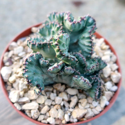 Coral Cactus - Euphorbia lactea 'cristata'