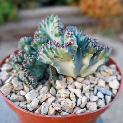 Coral Cactus - Euphorbia lactea 'cristata'