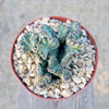 Coral Cactus - Euphorbia lactea &