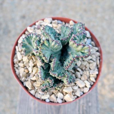 Coral Cactus - Euphorbia lactea 'cristata'