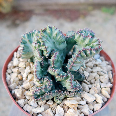 Coral Cactus - Euphorbia lactea 'cristata'