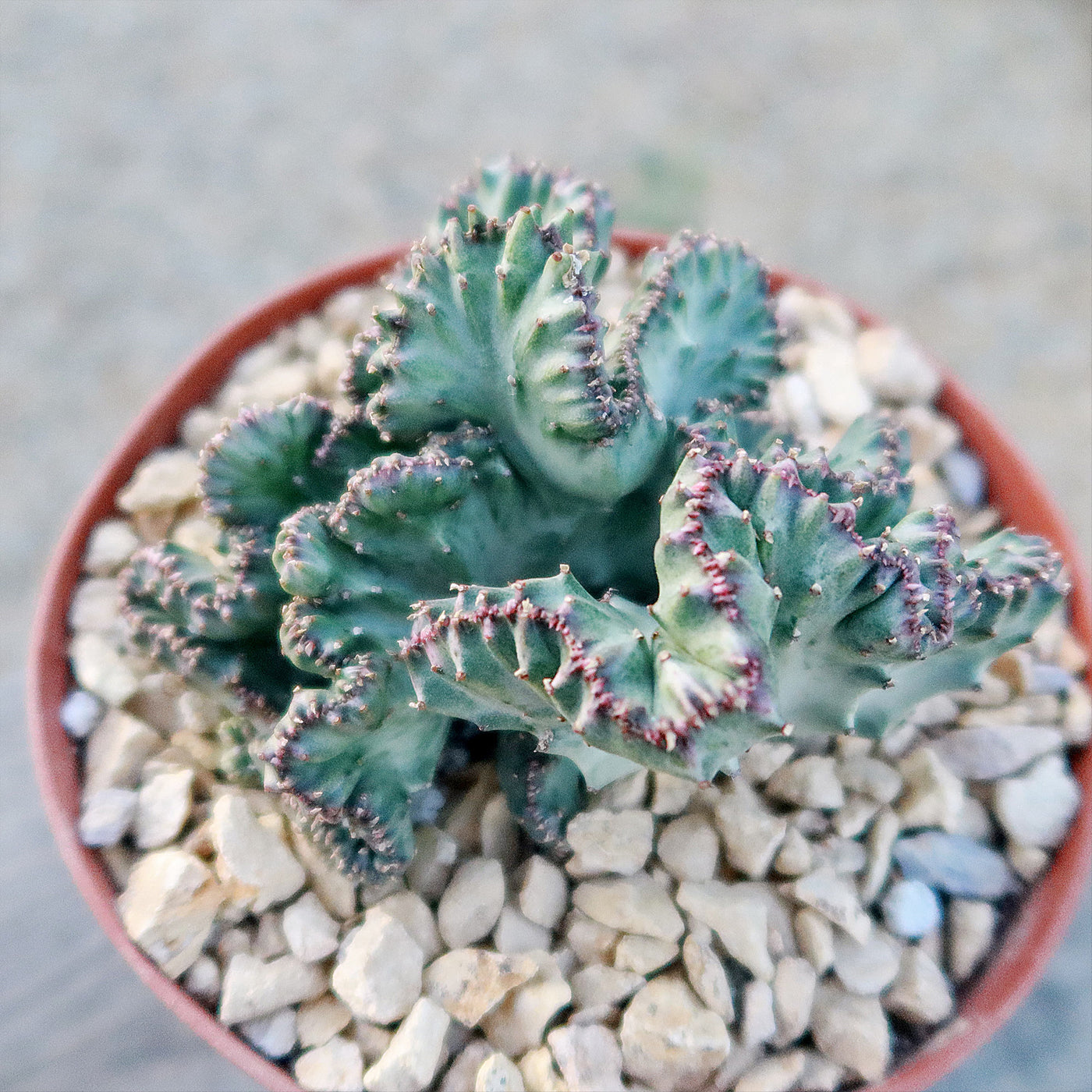 Coral Cactus - Euphorbia lactea 'cristata'