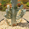 White Ghost Cactus - Euphorbia Lactea variegata