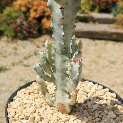 White Ghost Cactus - Euphorbia Lactea variegata