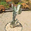 White Ghost Cactus - Euphorbia Lactea variegata