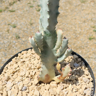 White Ghost Cactus - Euphorbia Lactea variegata