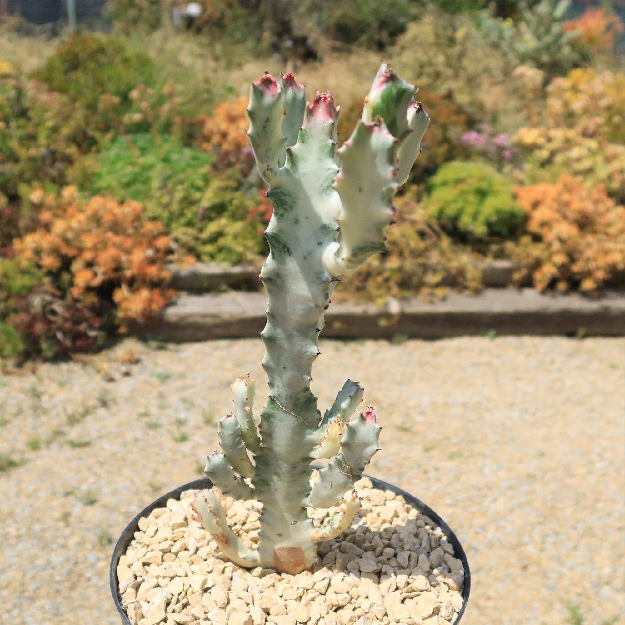Buy 'White Ghost Cactus - Euphorbia Lactea variegata' - Planet Desert