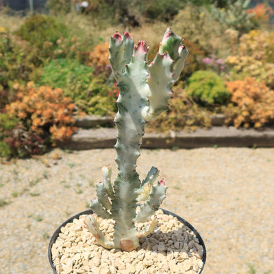 White Ghost Cactus - Euphorbia Lactea variegata