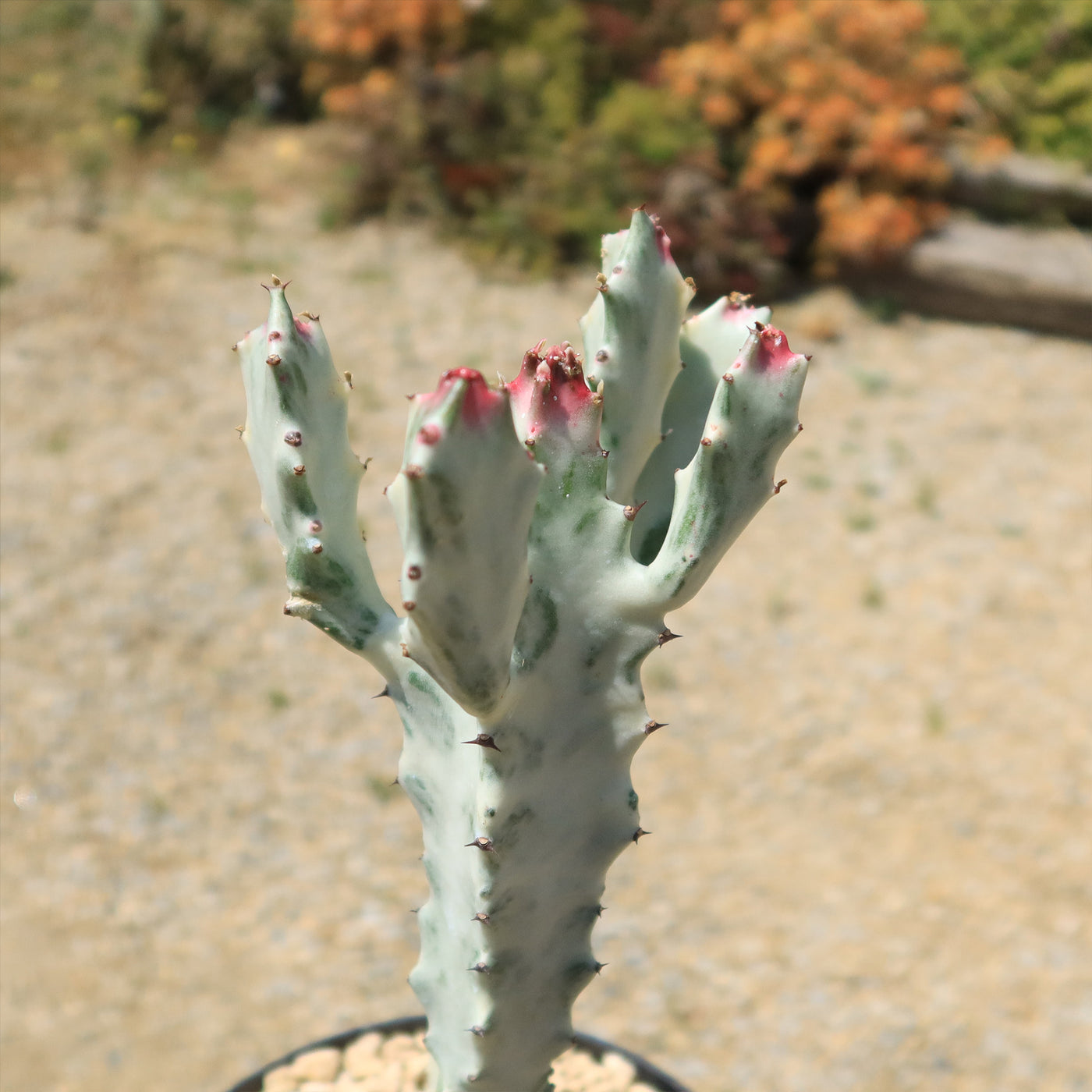 Buy 'White Ghost Cactus - Euphorbia Lactea variegata' - Planet Desert