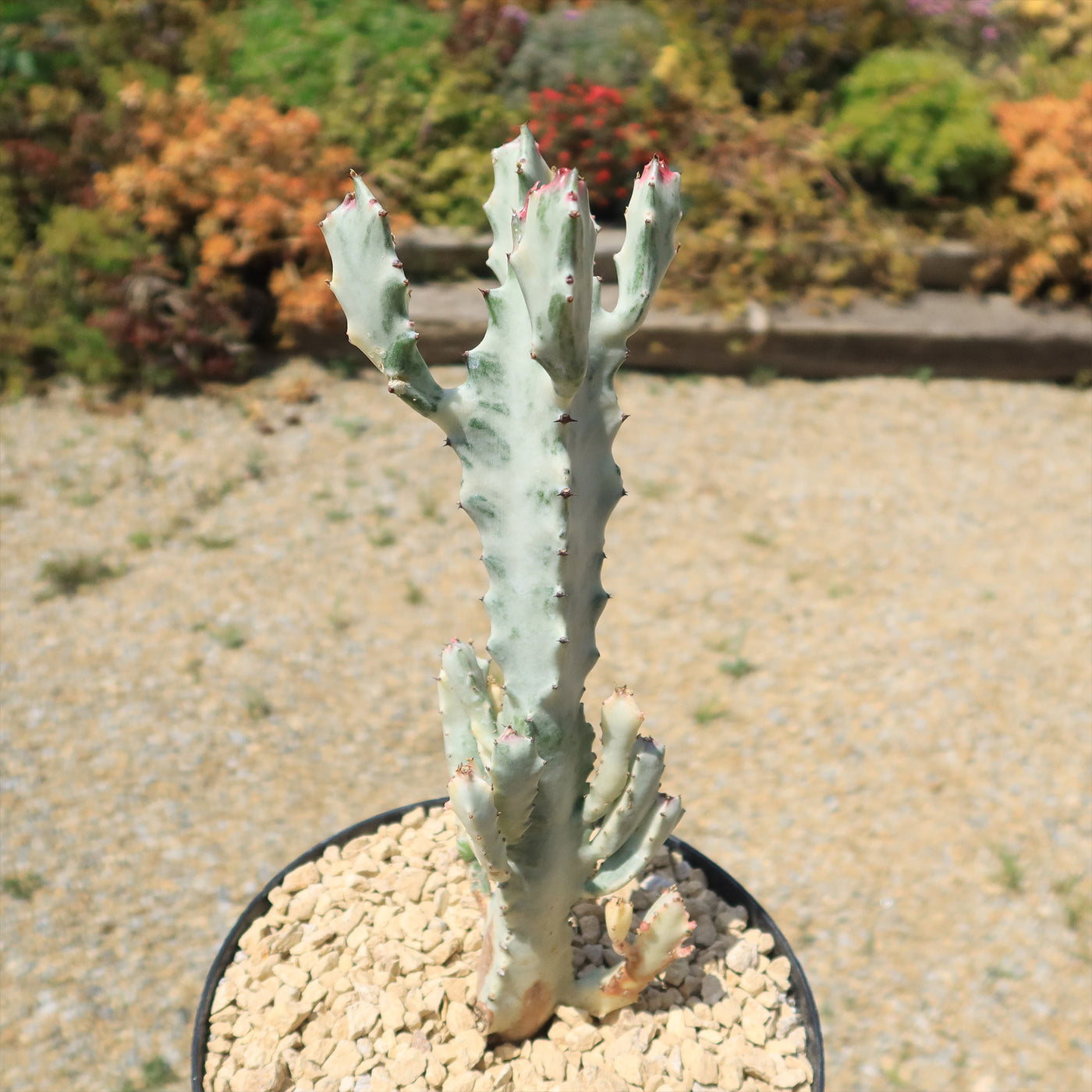 White Ghost Cactus - Euphorbia Lactea variegata