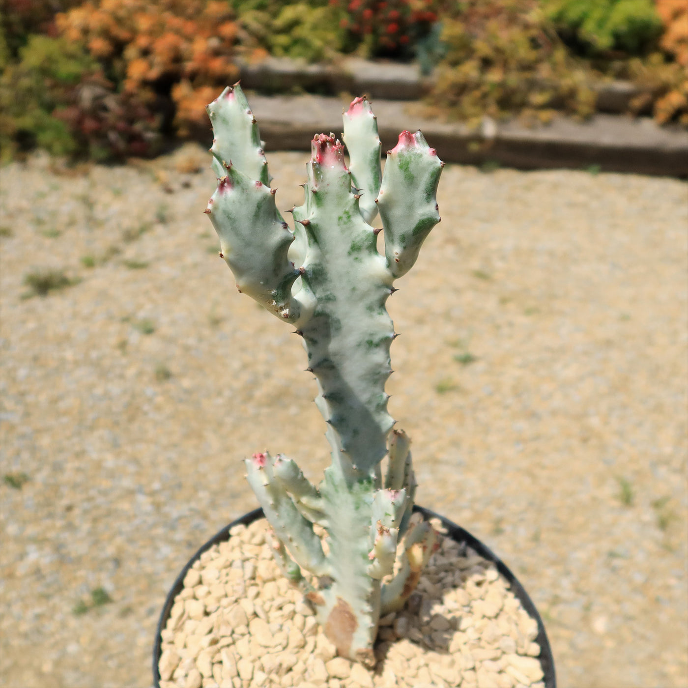 White Ghost Cactus - Euphorbia Lactea variegata