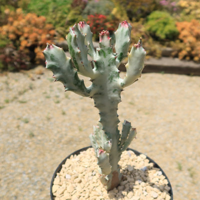 White Ghost Cactus - Euphorbia Lactea variegata