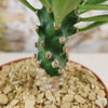 Euphorbia poissonii hybrid
