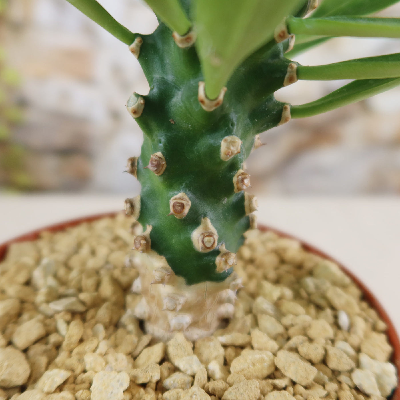 Euphorbia poissonii hybrid Succulent | Planet Desert