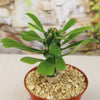 Euphorbia poissonii hybrid