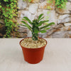 Euphorbia poissonii hybrid