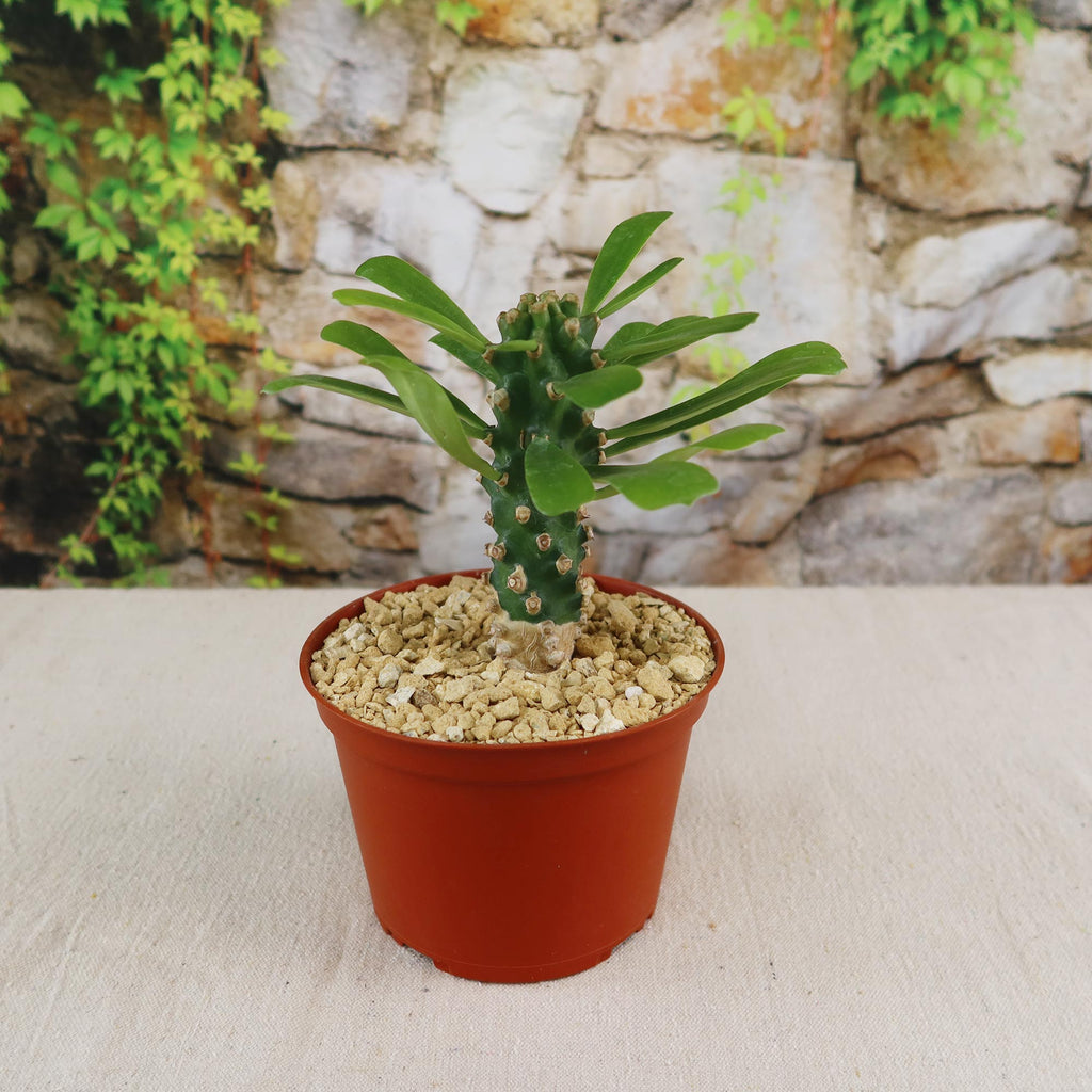 Potted indoor plant with glossy green leaves beside a small Buddha statue